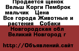 Продается щенок Вельш Корги Пемброк мальчик › Цена ­ 65 000 - Все города Животные и растения » Собаки   . Новгородская обл.,Великий Новгород г.